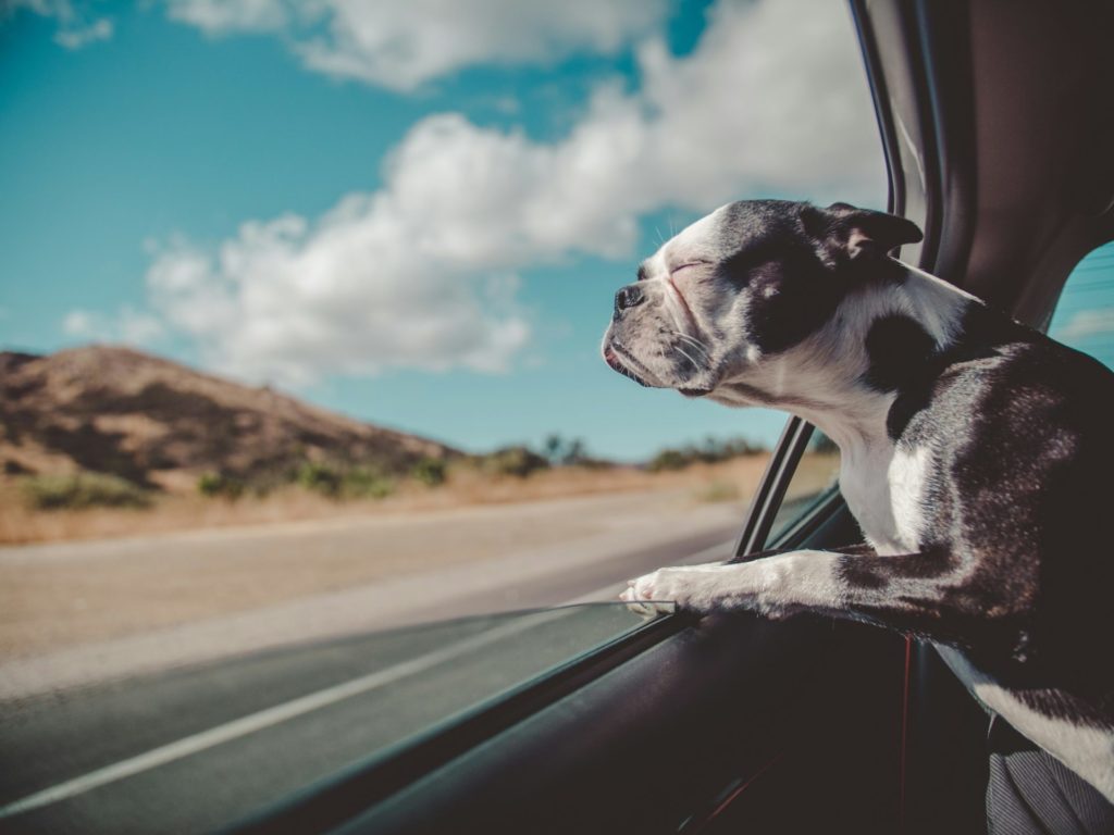 RV travel with pet