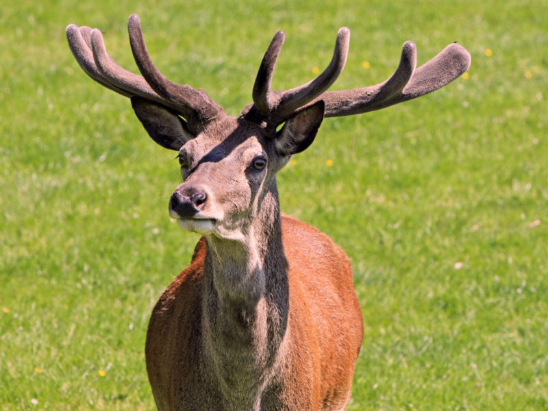Say Goodbye to Spoiled Game: How the NEO-1P Sensor and Micro Gateway Can Save Your Hunt