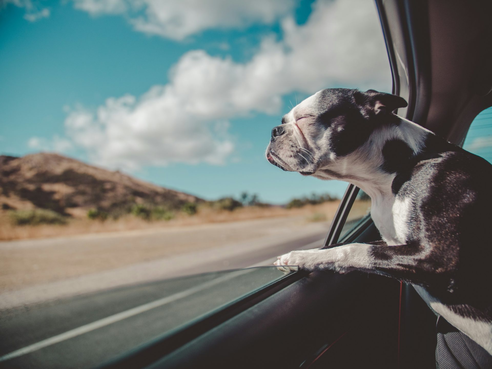 Do RV Sensors Keep Pets Safe?